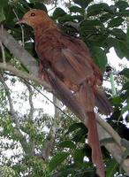 Ruddy Cuckoo Dove - Macropygia emiliana