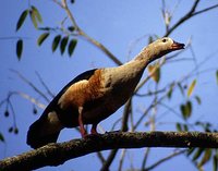 Orinoco Goose - Neochen jubata