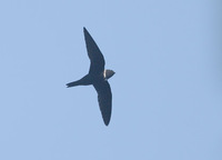 White-collared Swift (Streptoprocne zonaris) photo