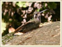 Blue-throated Hummingbird - Lampornis clemenciae