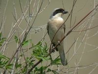 Lesser Gray Shrike - Lanius minor