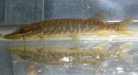 young Muskellunge from King's Creek