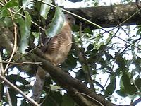 Levant Sparrowhawk (Balkanhök) - Accipiter nisus
