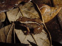 : Eleutherodactylus intermedius