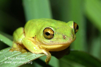 : Hyperolius tuberilinguis; Tinker Reed Frog