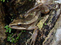 : Polypedates leucomystax; Four-lined Treefrog