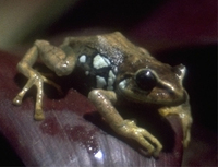 : Pristimantis ortizi