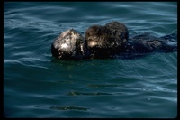 : Enhydra lutris; Sea Otter