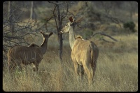 : Tragelaphus strepsiceros; Greater Kudu