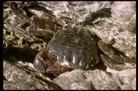 : Pachygrapsus crassipes; Striped Shore Crab