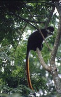 photograph of red-tailed monkey : Cercopithecus ascanius