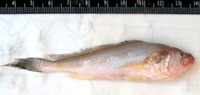 Panna microdon, Panna croaker: fisheries