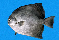 Parapsettus panamensis, Panama spadefish: