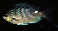 Chromis hypsilepis, Brown puller: aquarium