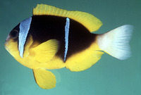 Amphiprion allardi, Twobar anemonefish: aquarium