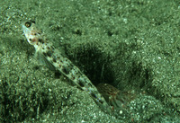 Vanderhorstia ornatissima, Ornate prawn-goby: aquarium