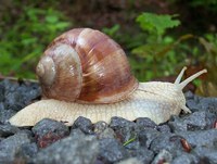 Helix pomatia - Roman Snail