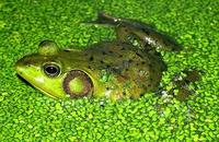 Image of: Rana grylio (pig frog)