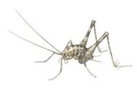 Image of: Tachycines asynamorus (greenhouse stone cricket)