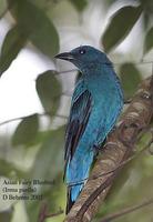 Image of: Irena puella (Asian fairy-bluebird)