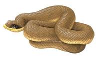 Image of: Heterodon platirhinos (eastern hog-nosed snake)
