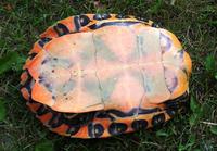 Image of: Pseudemys concinna (river cooter)