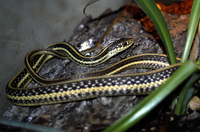 Thamnophis sauritus - Eastern Ribbon Snake