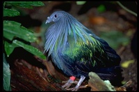 : Caloenas nicobarica; Nicobar Pigeon