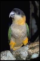 : Pionites melanocephala; Black-headed Parrot