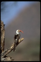 : Tockus erythrohynchus; Red-billed Hornbill