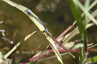 : Argia sp.