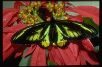 : Ornithoptera rothschildi; Rothschild's Birdwing