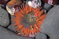 : Anthopleura artemisia; Moonglow Anemone