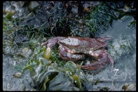 : Cancer productus; Shore Crab