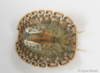 : Psephenus herricki; Water Penny Beetle