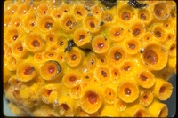 : P coelenterate; Coral Polyps