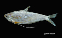 Setipinna phasa, Gangetic hairfin anchovy: fisheries