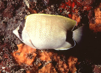 Chaetodon sedentarius, Reef butterflyfish: aquarium
