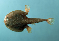 Dibranchus atlanticus, Atlantic batfish: fisheries
