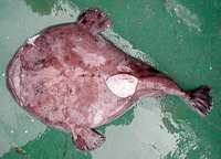 Lophius vaillanti, Shortspine African angler: fisheries
