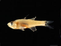 Gymnapogon urospilotus, B-spot cardinalfish: