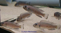 Triglachromis otostigma, : aquarium