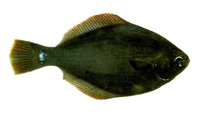 Rhombosolea leporina, Yellowbelly flounder: fisheries, gamefish
