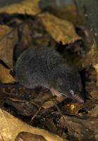 Image of: Blarina brevicauda (northern short-tailed shrew)