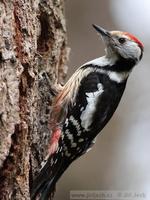 Dendrocopos medius - Middle Spotted Woodpecker