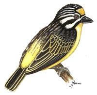 Image of: Pogoniulus chrysoconus (yellow-fronted tinkerbird)