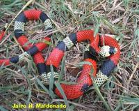 Image of: Erythrolamprus aesculapii (false coral snake)