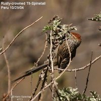 Rusty-crowned Tit-Spinetail - Leptasthenura pileata