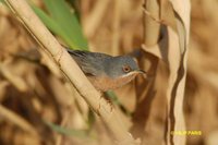 Subalpine Warbler - Sylvia cantillans