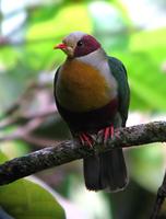 YELLOW-BREASTED FRUIT-DOVE